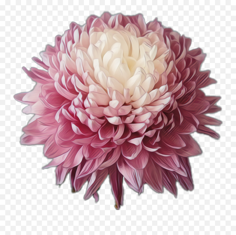 Flower Chrysanthemum Sticker - Dahlia Emoji,Chrysanthemum Emoji
