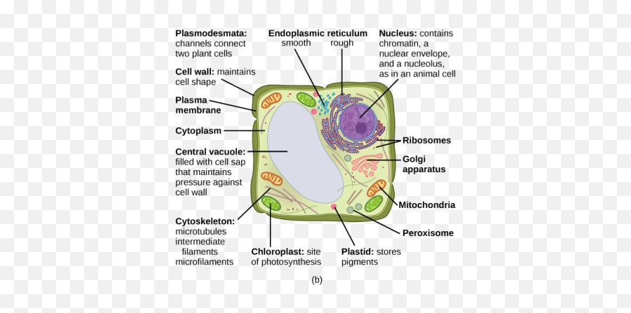 Concepts Of Biology - 1st Canadian Edition Emoji,Coevolution Layer Emotion