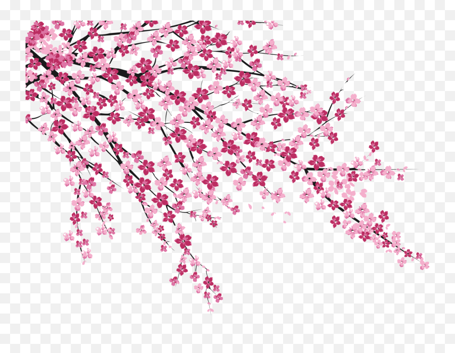 Download No Blossom Cherry - Cherry Blossoms Png Emoji,Sakura Flower Emoticon