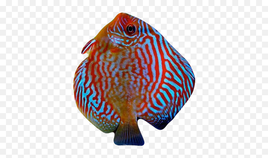 Download Hd Blu Discus Fish - Fish Transparent Png Image Discus Emoji,What Does Blu Emojis Look Like