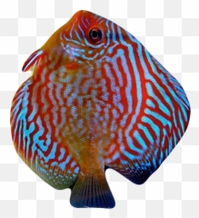 Download Hd Blu Discus Fish - Fish Transparent Png Image Discus Emoji,What Does Blu Emojis Look Like