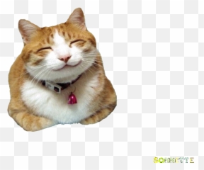 Top Trade Chat Stickers For Android U0026 Ios Gfycat - Gif Bonne Humeur Animé Emoji,Chat Room Emoticons Animated