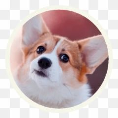 Sticker Maker Emoji,Pembroke Welsh Corgi Emojis