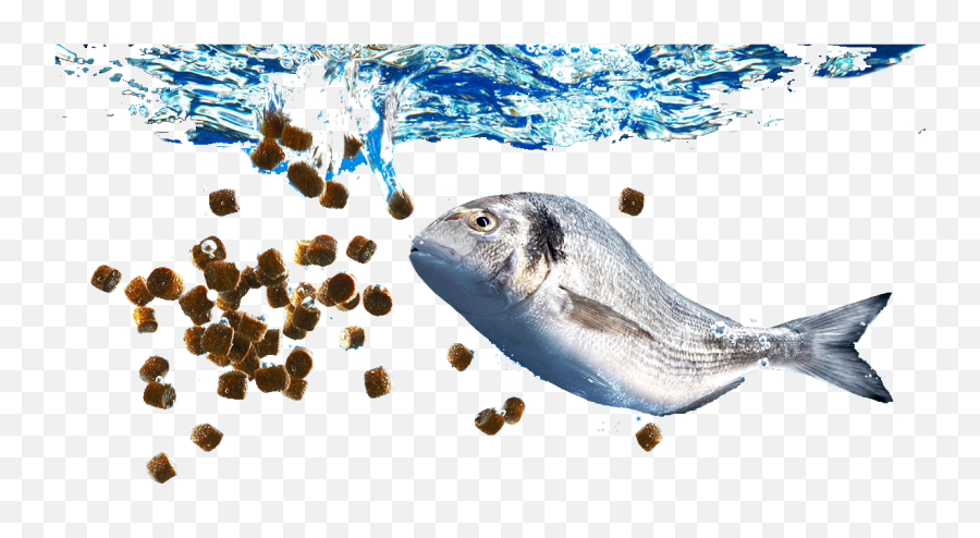 Download Hd Fish Feed Png Transparent Png Image - Nicepngcom Emoji,Emojis Png Ocean