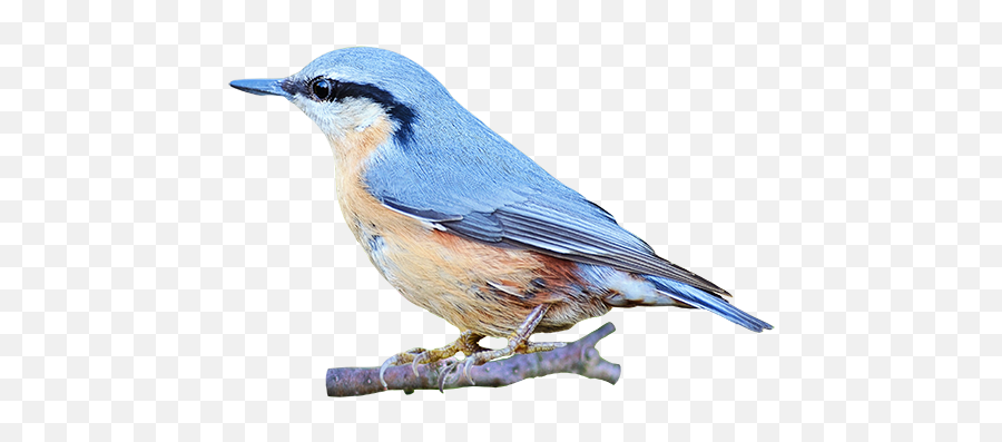 Portable Network Graphics Clip Art Image Bird Gif - Animated Animated Gif Gif Bird A Transparent Background Emoji,Blue Bird Emoji