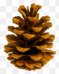 Download Free Photo Of Pine Conesautumnleavescolornature Emoji,Emotion Conoes