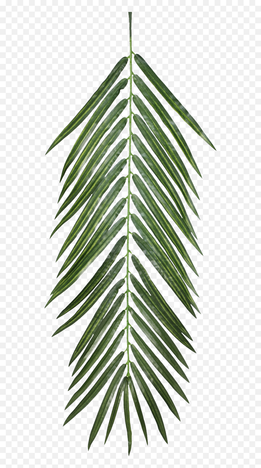 Palm Leaf Free Texture Clipart - Full Size Clipart 5413794 Emoji,Jungle Leaf Emoji