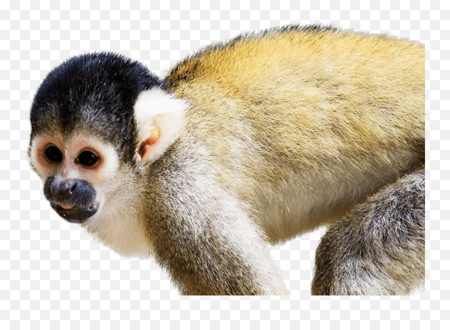Monkey Png Page 4 - Line17qqcom Png Clipart Squirrel Monkey Transparent Background Emoji,Monkey Emoji Costume