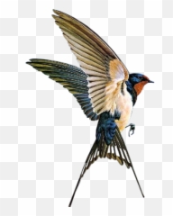 Painting Projects Ideas - Swallow Bird Art Emoji,Swallow Emoji