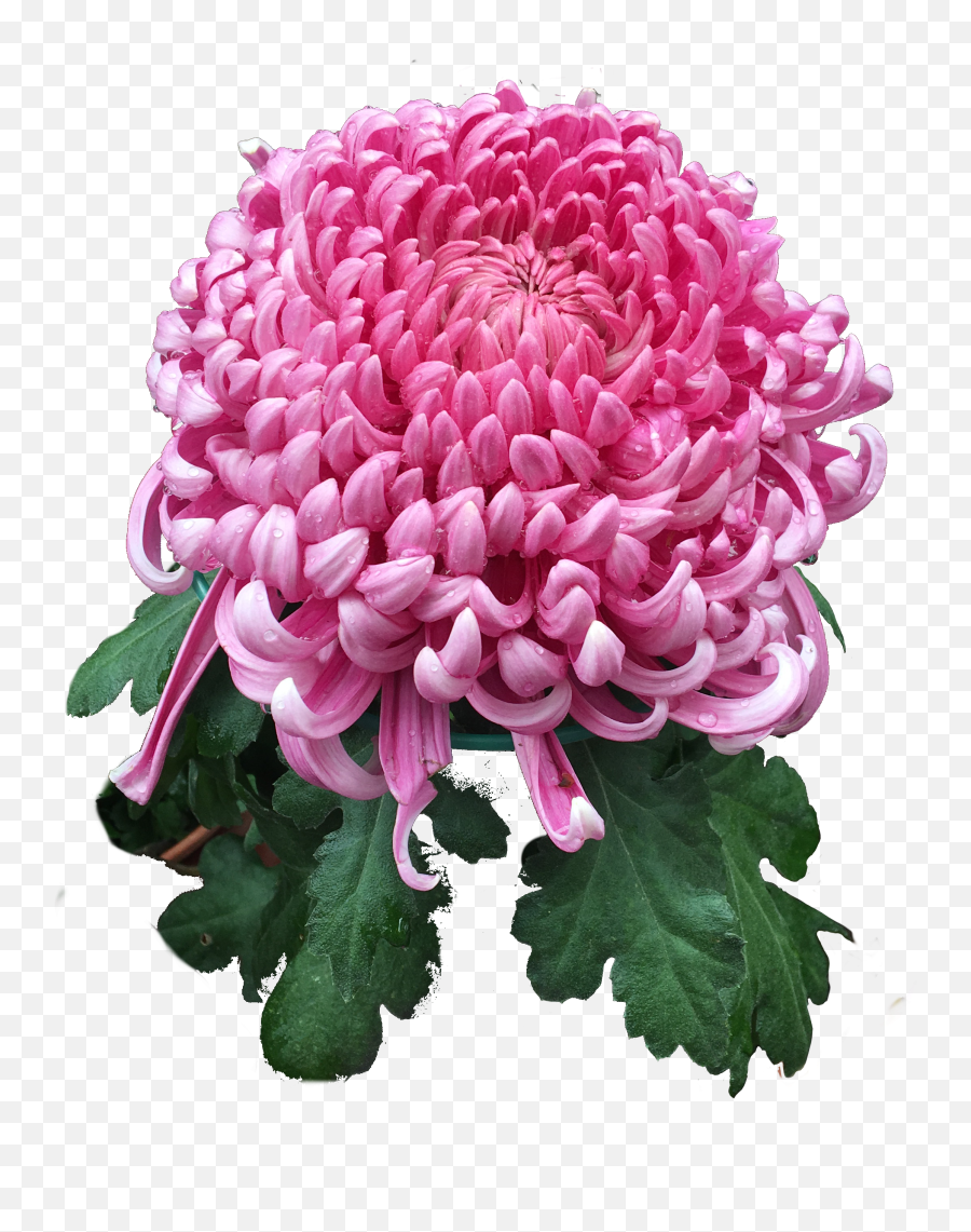 Chrysanthemum Flower Sticker - Chrysanthemum Emoji,Chrysanthemum Emoji