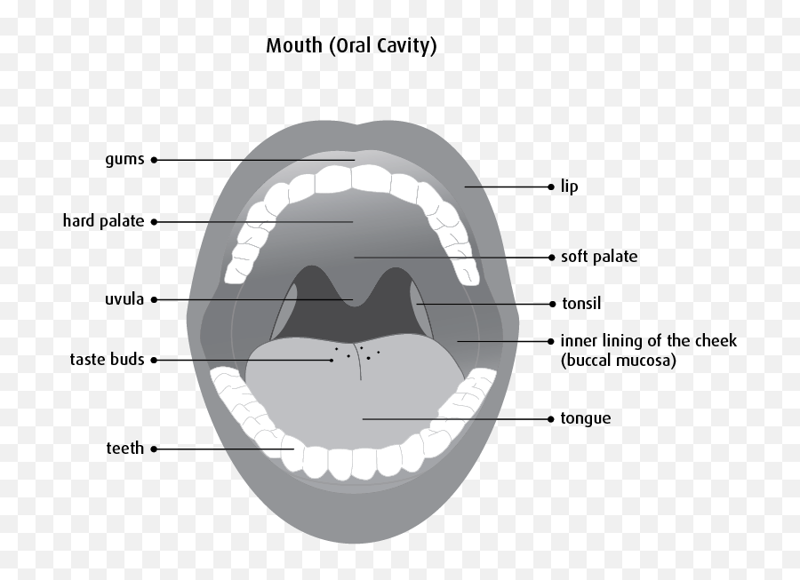 What Is Oral Cancer - Canadian Cancer Society Inner Surface Of Cheek Emoji,Lips With Emotions