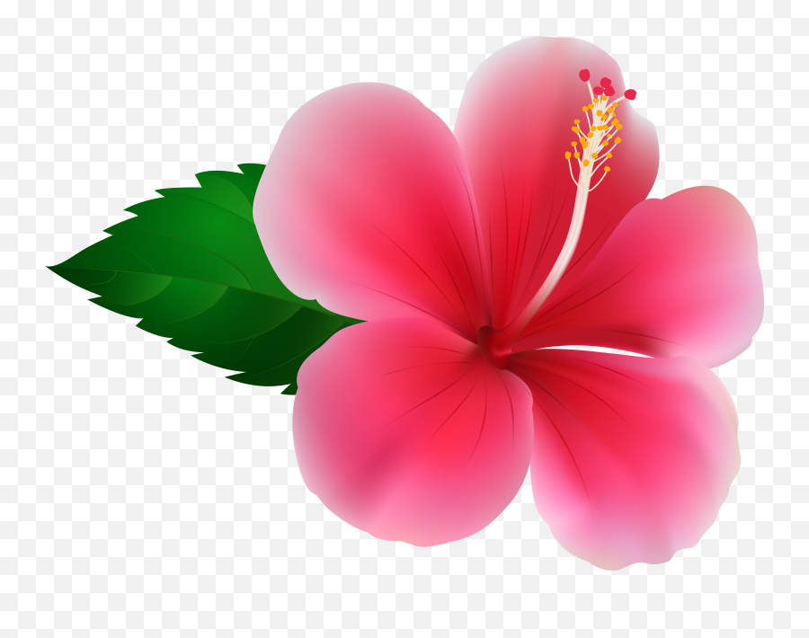 Hibiscus Flower Png Hibiscus Flower - Pink Hibiscus Png Emoji,Hibiscus Emoji