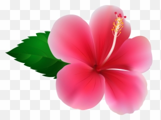 Hibiscus Flower Png Hibiscus Flower - Pink Hibiscus Png Emoji,Hibiscus Emoji