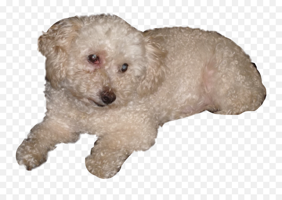 Poodle Sticker Emoji,Poodle Emoji