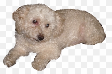 Poodle Sticker Emoji,Poodle Emoji