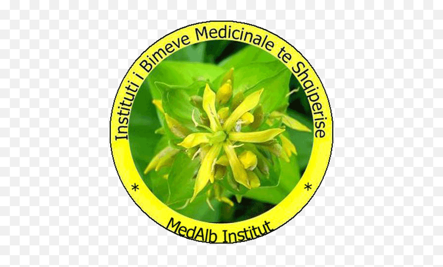 Albanian Institute Of Medicinal Plants Emoji,Work Emotion Cr Kiwami Crz