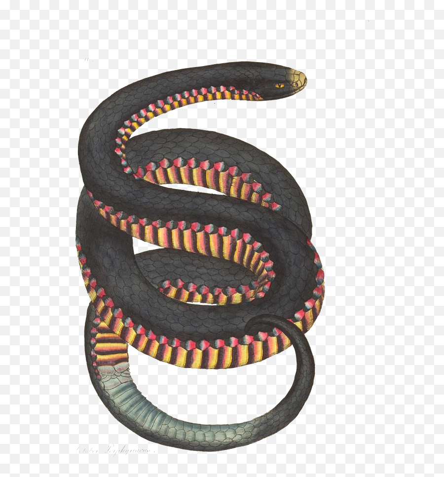 Dream Collage Working Prototype - Coluber Porphyriacus Emoji,Do Snakes Feel Emotion