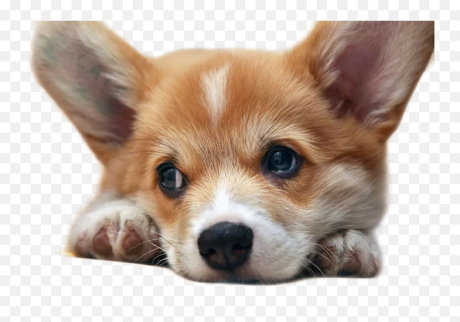 Korgi Sticker Emoji,Pembroke Welsh Corgi Emojis