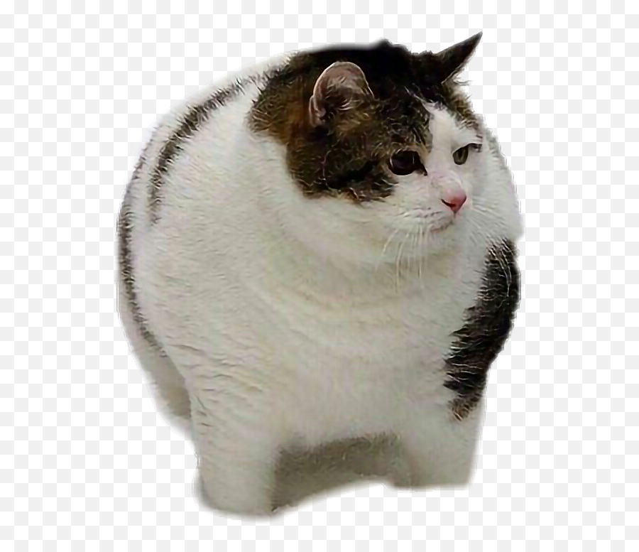 Fat Cat Fatcat Sticker - Transparent Fat Cat Png Emoji,Fat Cat Emoji