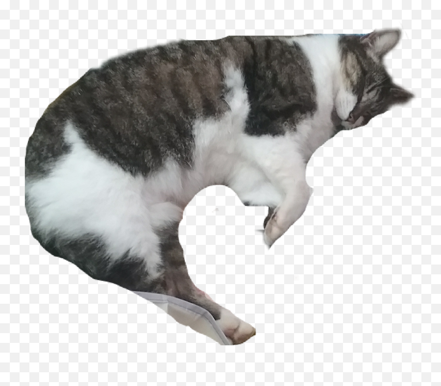 Sleeping Cat Png - Cat Kitty Meow Shrimpcat Rawr Cute Soft Emoji,Cat Laying Down Emoticon
