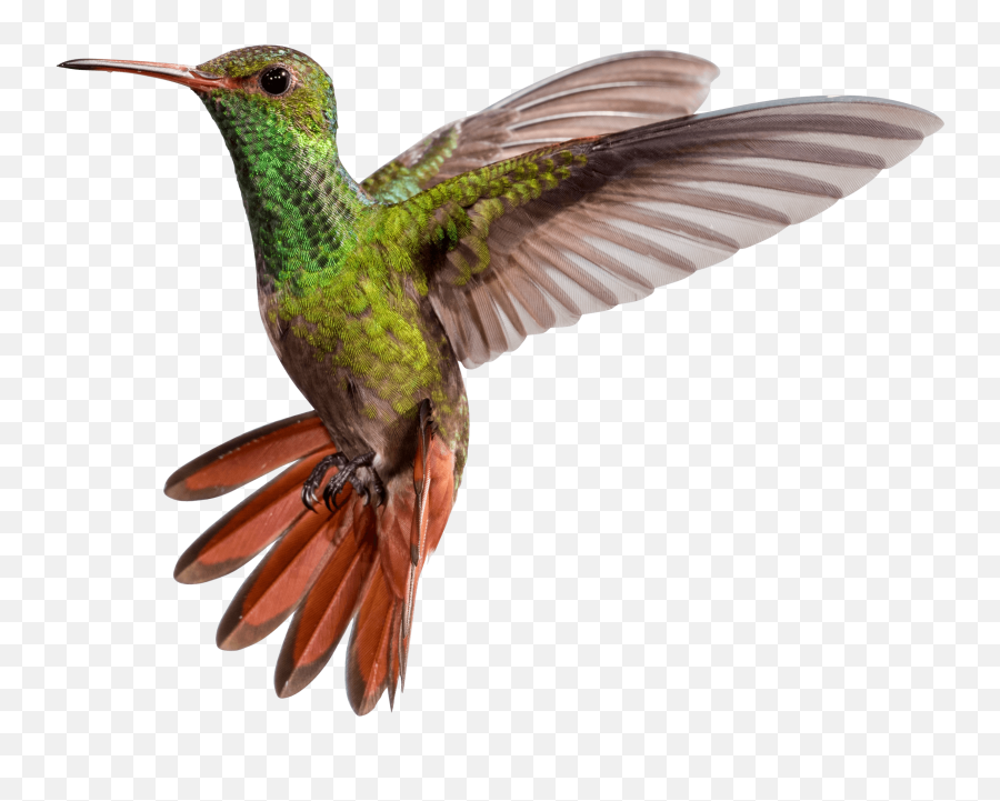 Hummingbird Hummingbirds Bird Sticker - Hummingbird Png Emoji,Hummingbird Emoji