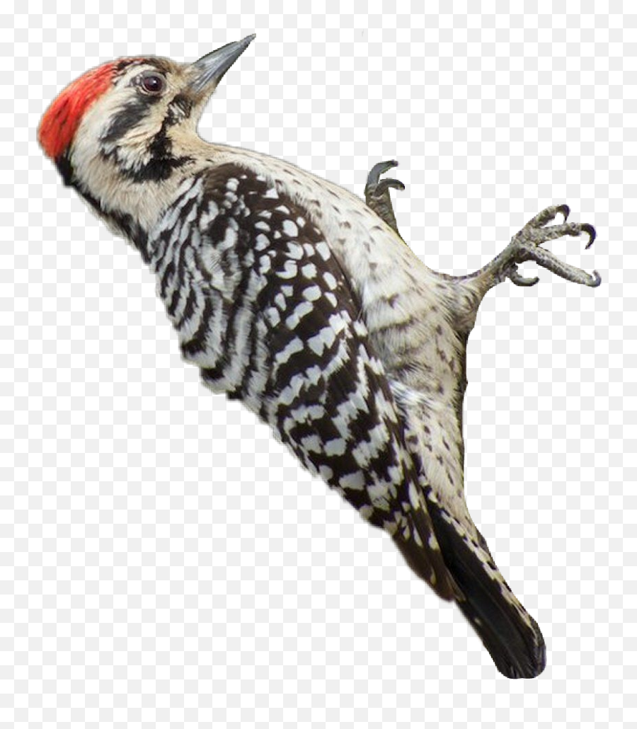 Woodpecker Sticker - Woodpecker Emoji,Woodpecker Emoji