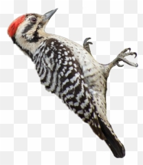 Woodpecker Sticker - Woodpecker Emoji,Woodpecker Emoji