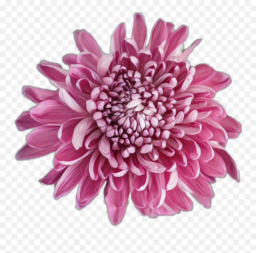 Flower Pink Chrysanthemum Sticker - Girly Emoji,Chrysanthemum Emoji