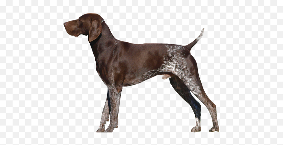 German Shorthaired Pointer Breed Facts And Information - Dog German Shorthaired Pointer Emoji,Dogs Display Human Emotions