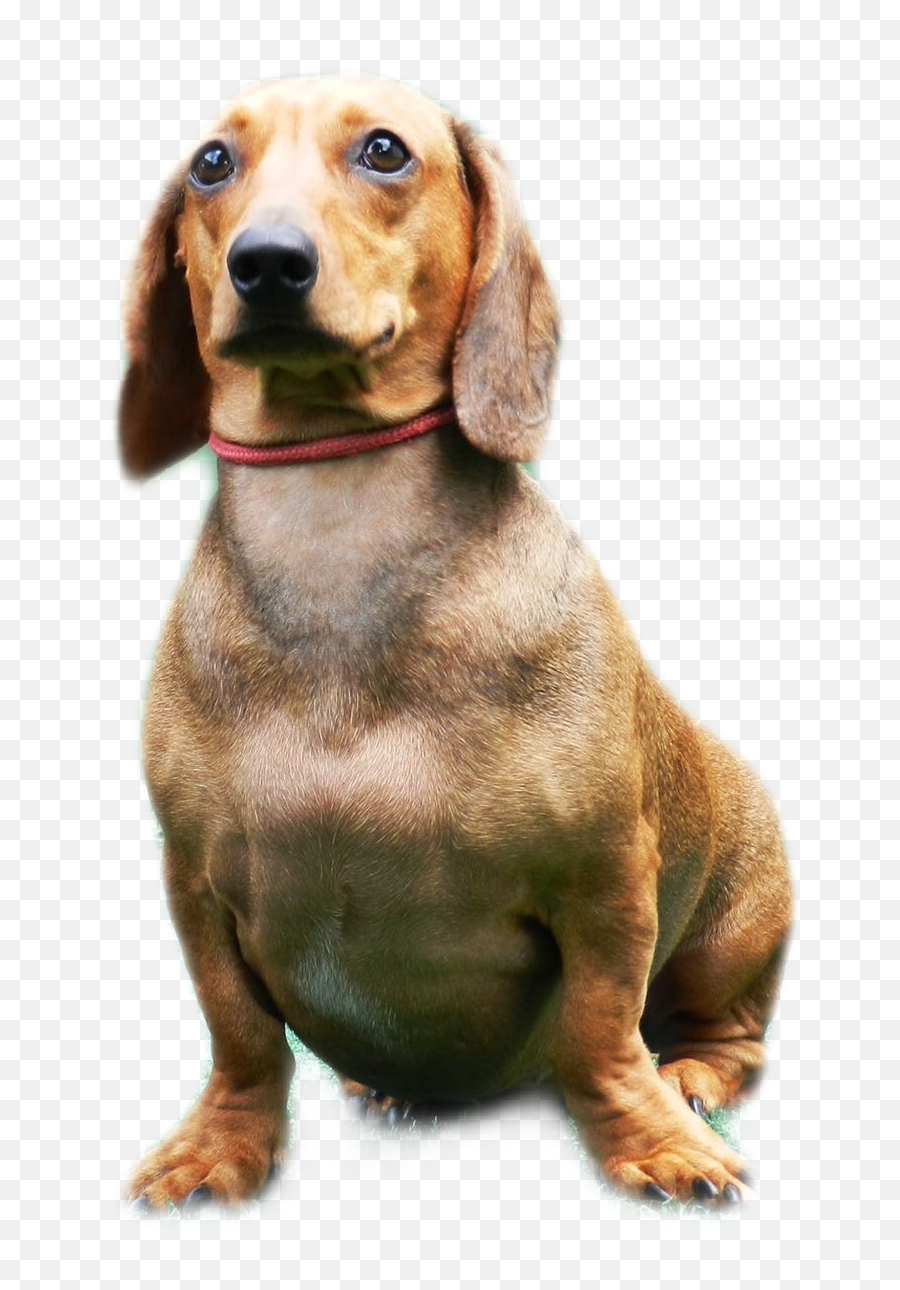 Daschund Sticker - Collar Emoji,Daschund Emoji