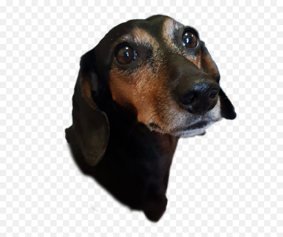 Dog Basset Daschund Sticker - Vulnerable Native Breeds Emoji,Basset Hound Emoji