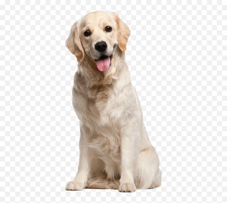 Golden Retriever Png Transparent Images - White Golden Red Dog Emoji,Send Your Friends Cute Cream Labrador Retriver Emojis