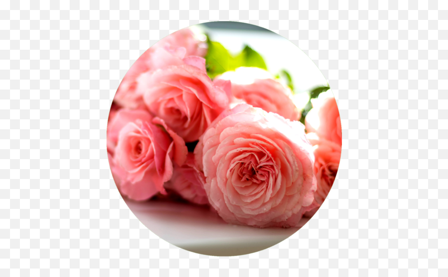 Pain Salve Aromanthí Emoji,Roses Are Senstive To Emotion