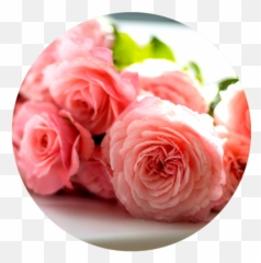 Pain Salve Aromanthí Emoji,Roses Are Senstive To Emotion