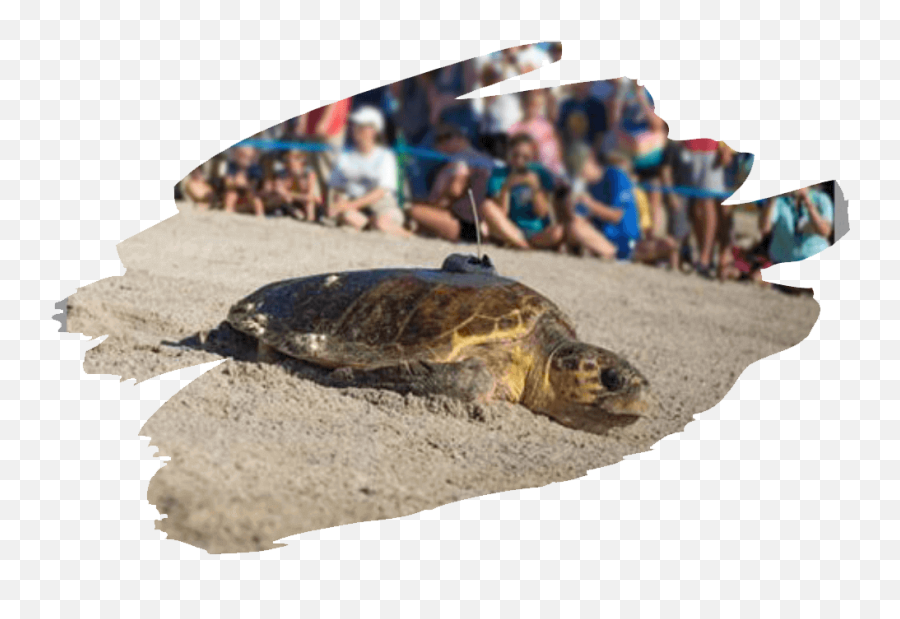 Sea Turtle Tracking Bracelet The Journey Bracelet By Emoji,Underwater Creature That Looks Like It Has A Surprised Emoticon