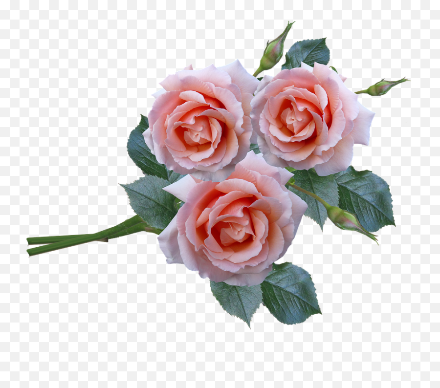 Spring Pink Rose Flower Bunch Png Transparent Image Png Mart Emoji,Free Bouquet Of Flowers Emoji