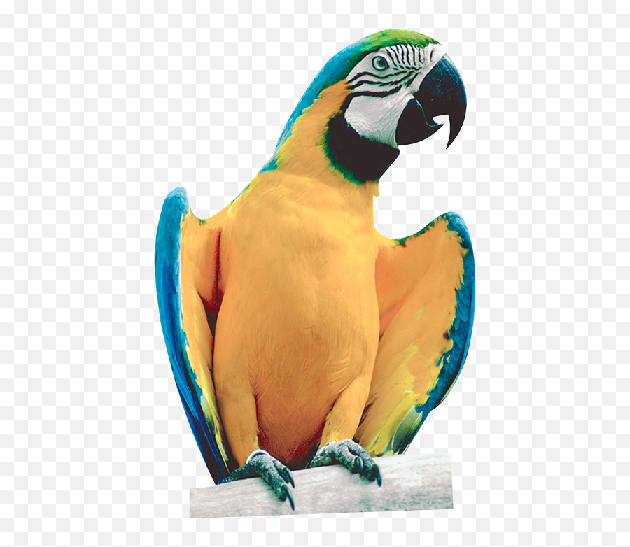 Parrot Png Images Free Pictures Download Emoji,Spinning Parrot Emoji