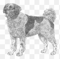 Frisian Water Dog - Pedigree Breeds Dogwellnet Emoji,Emoji With Animal In Water