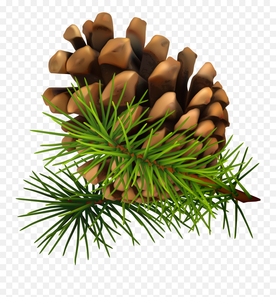 Needle Clipart Pine Tree Needle Pine Tree Transparent Free - Christmas Pine Cone Png Emoji,Needle Arm Emoji