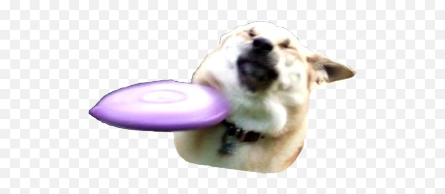 Dog Emojis - Frisbee Dog Meme,Discord Dog Emoji
