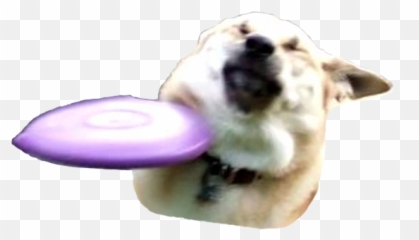Dog Emojis - Frisbee Dog Meme,Discord Dog Emoji