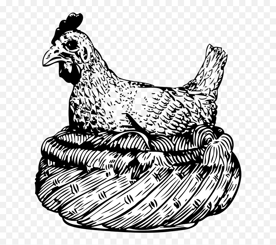 Free Photo Basket Hen Wings Chicken - Hen In Basket Clipart Black And White Emoji,Chicken Emotions