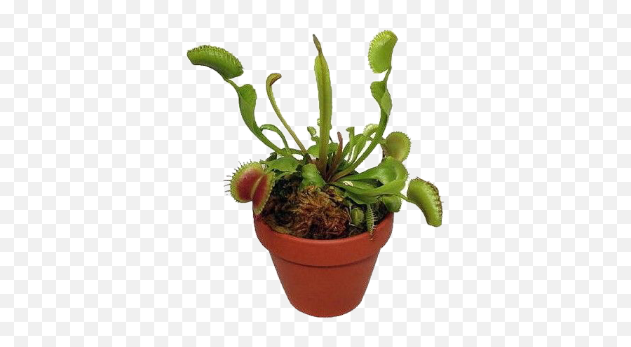 Png Pngs Pngedit Pngstickers Moodboard - Venus Fly Trap Potted Emoji,Venus Fly Trap Emoji