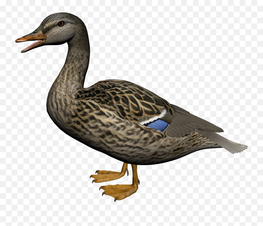 Waterfowl - Duck Png Emoji,Drake Bird Emoji