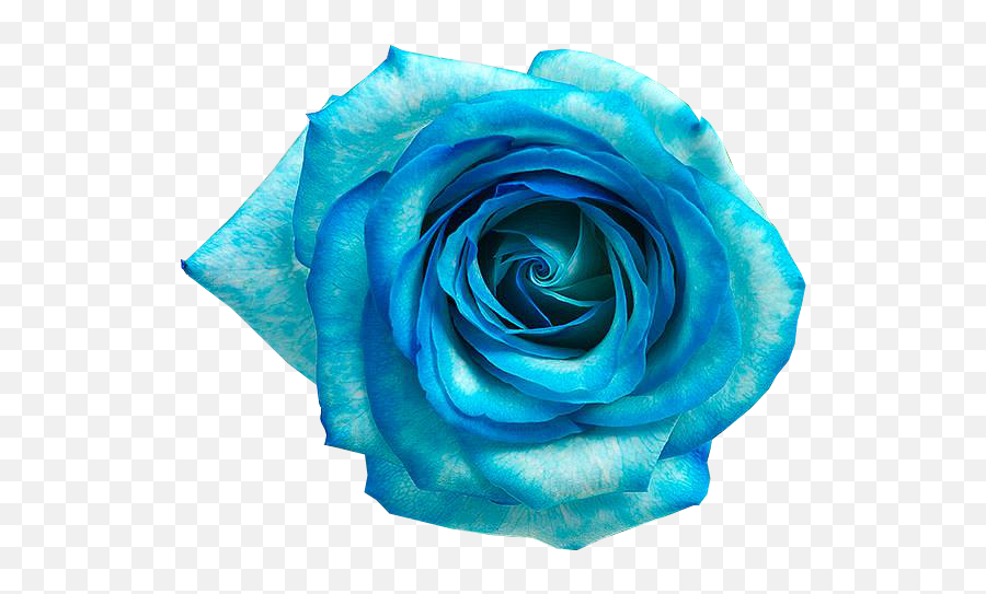 Blue Rose Blue Flower - Flores Azul Png Download 592487 Flor Azul Png Transparente Emoji,Flores Emojis Png