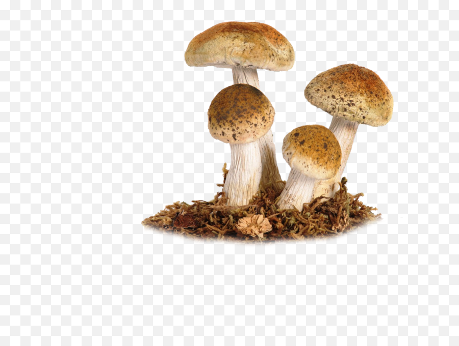 Mushrooms 130 Wallpapers - Cottagecore Mushroom Png Emoji,Iphone Mushrooms Emoji
