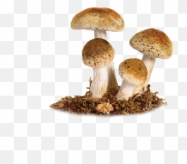 Mushrooms 130 Wallpapers - Cottagecore Mushroom Png Emoji,Iphone Mushrooms Emoji