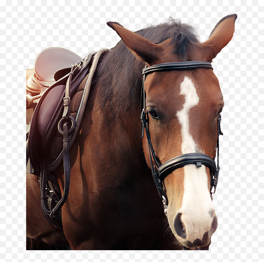 Home Columbia Lesson Program Equine Assisted Learning And - Halter Emoji,Emotion Horse Rider Metaphor