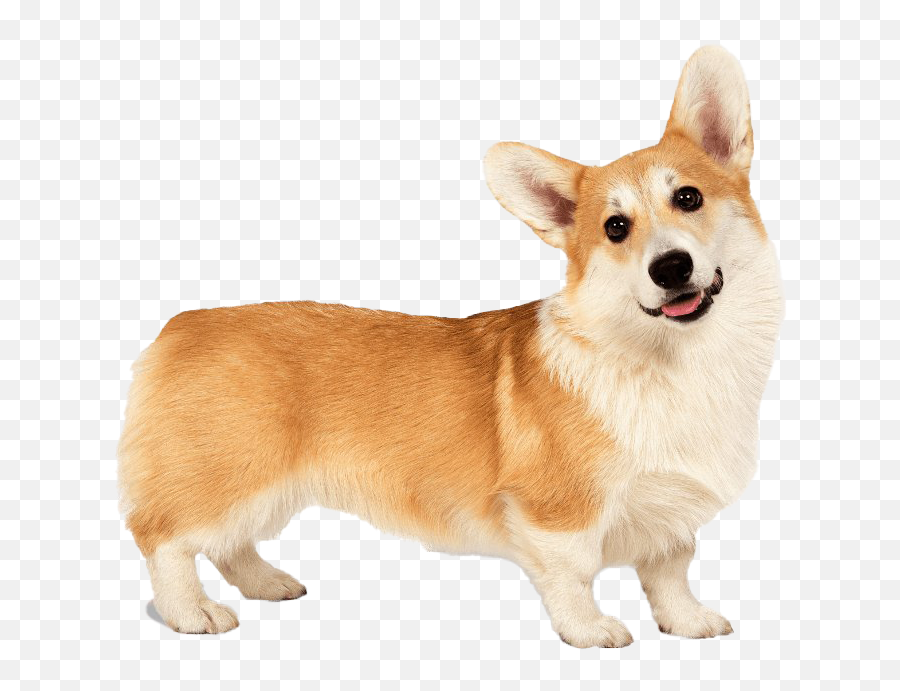 Corgi Png Clipart - Transparent Free Background Corgi Emoji,Pembroke Welsh Corgi Emojis