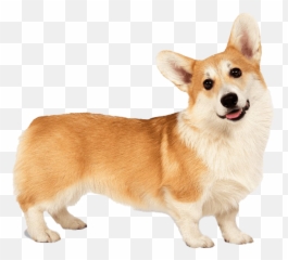 Corgi Png Clipart - Transparent Free Background Corgi Emoji,Pembroke Welsh Corgi Emojis